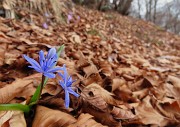 51 Foglie e Scillla bifolia ..